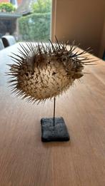 Puffer fish, Ophalen, Zo goed als nieuw