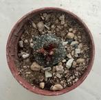 Cactus, Blossfeldia, Ophalen of Verzenden, Cactus, Volle zon, Minder dan 100 cm