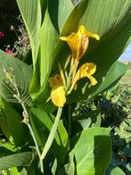 planten, tuinplanten, canna, Tuin en Terras, Planten | Tuinplanten, Ophalen, Overige soorten, Volle zon