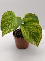 Epipremnum marble queen plantje 1, Ophalen, Overige soorten, Halfschaduw, Minder dan 100 cm