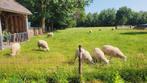 Dekrammen Swifter stamboek dekram, fokrammen zwoegervrij, Dieren en Toebehoren, Schapen, Geiten en Varkens, Mannelijk, Schaap