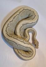 Python Regius 0.1 Fire Pinstripe Ghost NK22, Dieren en Toebehoren, Slang