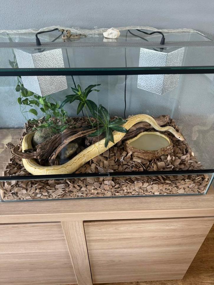 Koningspython Banana Pin Stripe - terrarium, Dieren en Toebehoren, Reptielen en Amfibieën | Toebehoren, Nieuw, Terrarium of Paludarium