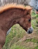 2 jarige merrie (C-pony), Dieren en Toebehoren, Merrie, Minder dan 160 cm, 0 tot 2 jaar