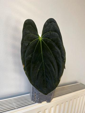 Anthurium Dark Phoenix clone cutting beschikbaar voor biedingen