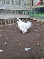 Zijdehoen haan, Dieren en Toebehoren, Mannelijk, Kip