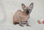 Canadese Sphynx kittens met stamboom, Dieren en Toebehoren, Katten en Kittens | Raskatten | Korthaar, Meerdere dieren, Met stamboom