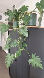 Philodendron Xanadu Stek, Huis en Inrichting, Overige soorten, Minder dan 100 cm, Groene kamerplant, Halfschaduw