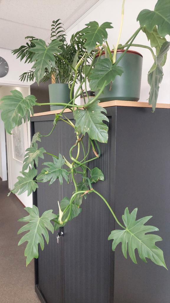 Philodendron Xanadu Stek, Huis en Inrichting, Kamerplanten, Overige soorten, Minder dan 100 cm, Groene kamerplant, Halfschaduw