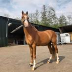 Super leuke allrounder, Dieren en Toebehoren, Pony's, Gechipt, Ruin, Dressuurpony, 11 jaar of ouder
