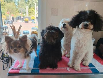 Oppas kleine gezelschapshondjes beschikbaar voor biedingen