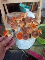 Paddenstoelen stekers – rood & oranje/bruin, Ophalen of Verzenden, Nieuw, Materiaal