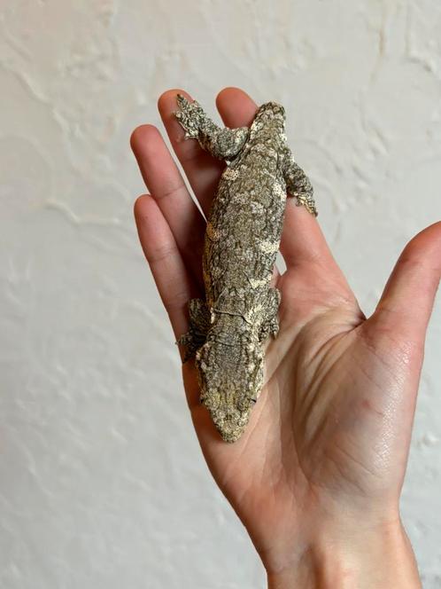 Mt. Koghis leachianus, Dieren en Toebehoren, Reptielen en Amfibieën, Hagedis, 0 tot 2 jaar, Tam