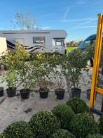 Glansmispel of photunia red robin partij 10 stuks 12,50 pst, Tuin en Terras, Vaste plant, Halfschaduw, Zomer, Ophalen