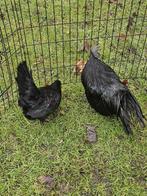 Chabo zwartkop te koop, Dieren en Toebehoren, Meerdere dieren, Kip