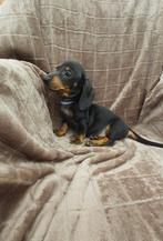 Super gave dwergteckel puppy's! 😍, 8 tot 15 weken, Korthaar, Dwerg, CDV (hondenziekte)