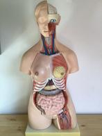 Menselijk Anatomie Model - 14 Delig, 87cm, Ophalen