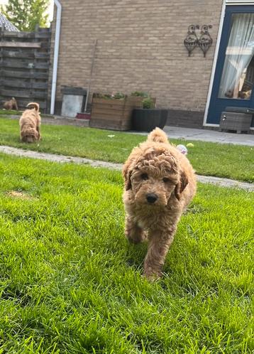 Prachtige labradoodle pups te koop beschikbaar voor biedingen