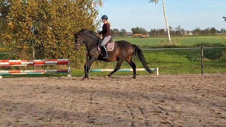 Lieve drachtige Elite merrie en rijpaard, Dieren en Toebehoren, Paarden, Merrie, Z, 165 tot 170 cm, 11 jaar of ouder, Recreatiepaard