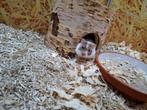 Hele lieve Syrische hamster mannen, Augustus, Mannelijk, Hamster