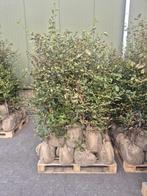 25 x Groene beuk met kluit DIRECT AFHALEN, Bloeit niet, Halfschaduw, 100 tot 250 cm, Overige soorten