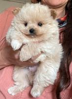 Poedel kruising met pomeriaan, Dieren en Toebehoren, Honden | Chihuahua's en Gezelschapshonden, Poedel, Reu, CDV (hondenziekte)
