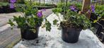 Geranium rosanne, Ophalen, Bodembedekkers, Volle zon, Vaste plant