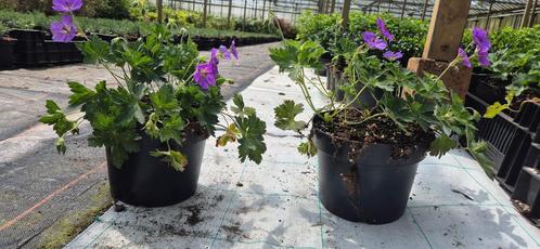 Geranium rosanne, Tuin en Terras, Planten | Tuinplanten, Vaste plant, Bodembedekkers, Volle zon, Zomer, Ophalen