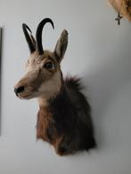 Opgezet, taxidermie mooie Gems bok, Verzamelen, Dierenverzamelingen, Ophalen of Verzenden, Zo goed als nieuw, Wild dier, Gewei of Kop