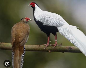 Trio zilverfazanten beschikbaar voor biedingen