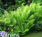 Tuinvarens, Ophalen, Bloeit niet, Vaste plant, Halfschaduw