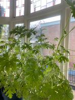 Citroen plant Kamerplant, Huis en Inrichting, Kamerplanten, Overige soorten, Minder dan 100 cm, Halfschaduw, Ophalen