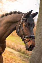 Keano - Veelzijdige ruin met lief karakter!, 175 cm of meer, Met stamboom, Ruin, M