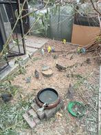 Californische kuifkwartels, Meerdere dieren