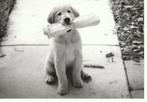 kaart met Golden Retriever of Labrador pup, Ophalen of Verzenden, 1980 tot heden, Ongelopen, Hond of Kat