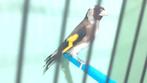 Parva putter man 2024, Dieren en Toebehoren, Vogels | Overige Vogels, Mannelijk, Wildzangvogel, Geringd