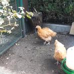 2 jonge orpington hanen grote buf gratis, Dieren en Toebehoren, Pluimvee, Mannelijk, Kip