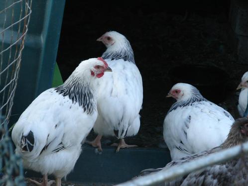 Sussex kippen (groot), Dieren en Toebehoren, Pluimvee, Kip, Vrouwelijk