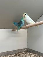 Forpus 3-3 jong, Meerdere dieren, Parkiet, Geringd