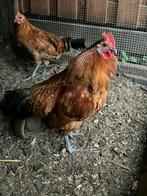 Haan groninger meeuw gratis, Dieren en Toebehoren, Pluimvee, Mannelijk, Kip
