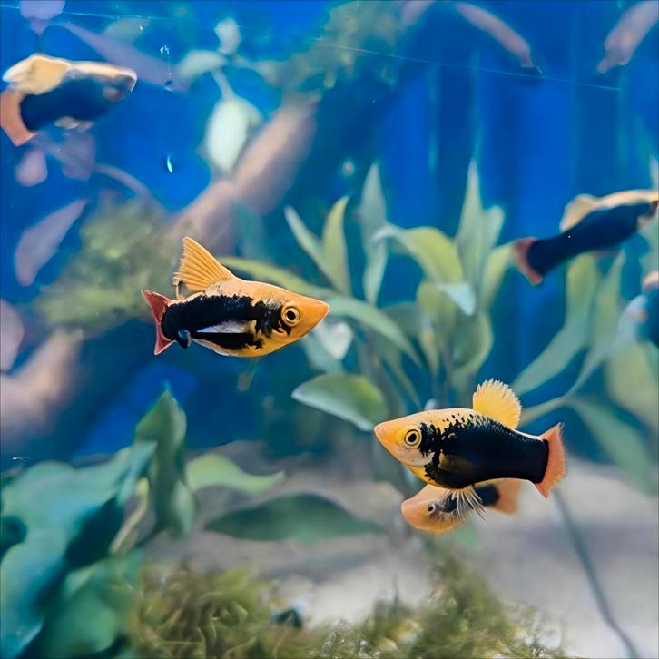 Mooie Hawaii HiFin Platys!, Dieren en Toebehoren, Vissen | Aquariumvissen
