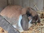 Leuke gecastreerde Nederlandse Hangoordwerg ram, Dieren en Toebehoren, Konijnen, Mannelijk, Klein, Hangoor, 0 tot 2 jaar