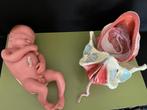 Geboorte model Somso, Anatomie, Ophalen of Verzenden