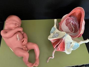 Geboorte model Somso, Anatomie beschikbaar voor biedingen