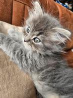 kitten, grijze kitten perzische,, Dieren en Toebehoren, Meerdere dieren, 0 tot 2 jaar