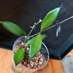 hoya david cummingii stek nr 62, Huis en Inrichting, Kamerplanten, Ophalen of Verzenden, Overige soorten, Minder dan 100 cm