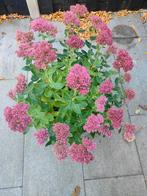 Vaste plant, Tuin en Terras, Planten | Tuinplanten, Ophalen of Verzenden, Overige soorten