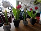 2 tulpen en 2 leleis in pot, Ophalen of Verzenden, Zo goed als nieuw, Binnen