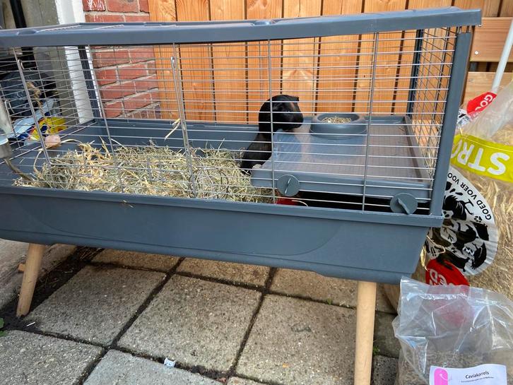 Twee lieve tamme cavia’s – gratis met complete uitrusting, Dieren en Toebehoren, Knaagdieren, Mannelijk, Cavia, Januari, Tam