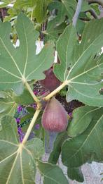 Vijgenboom vol vijgen (1.20m hoog) - zelf uitgraven!, Tuin en Terras, Planten | Bomen, Ophalen, Bloeit niet, Volle zon, Overige soorten